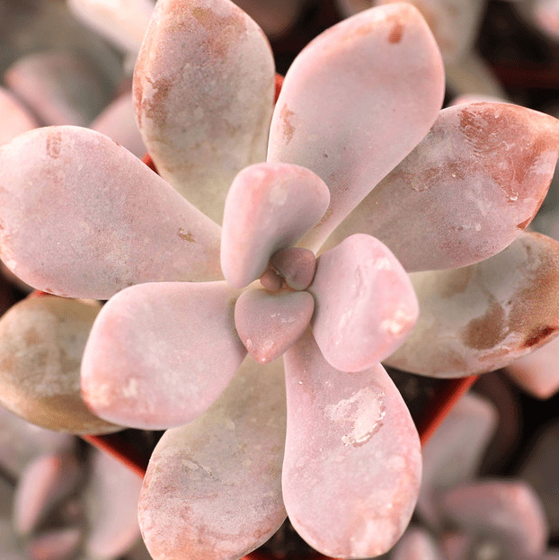 Graptopetalum murasaki
